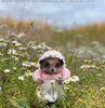 Mrs. Tiggy-Winkle Ironing Needle Felting Kit